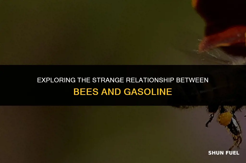 do bees like gasoline