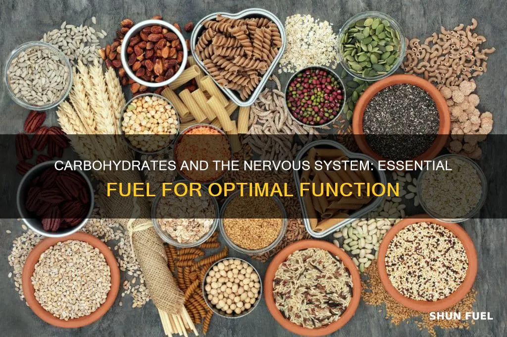 do carbohydrates fuel nervous system