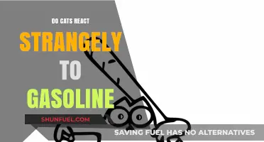 Feline Reactions to Gasoline: Strange or Just Cautious?