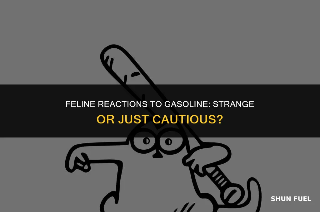 do cats react strangely to gasoline