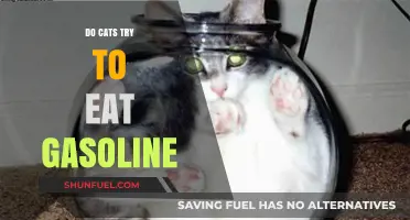Feline Fuel Follies: Do Cats Really Crave Gasoline?