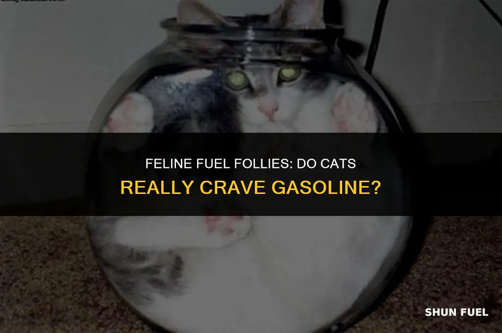 do cats try to eat gasoline