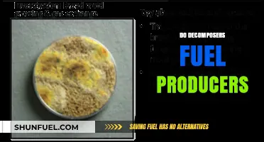 Decomposers' Role in Fueling Producers: A Vital Ecosystem Connection