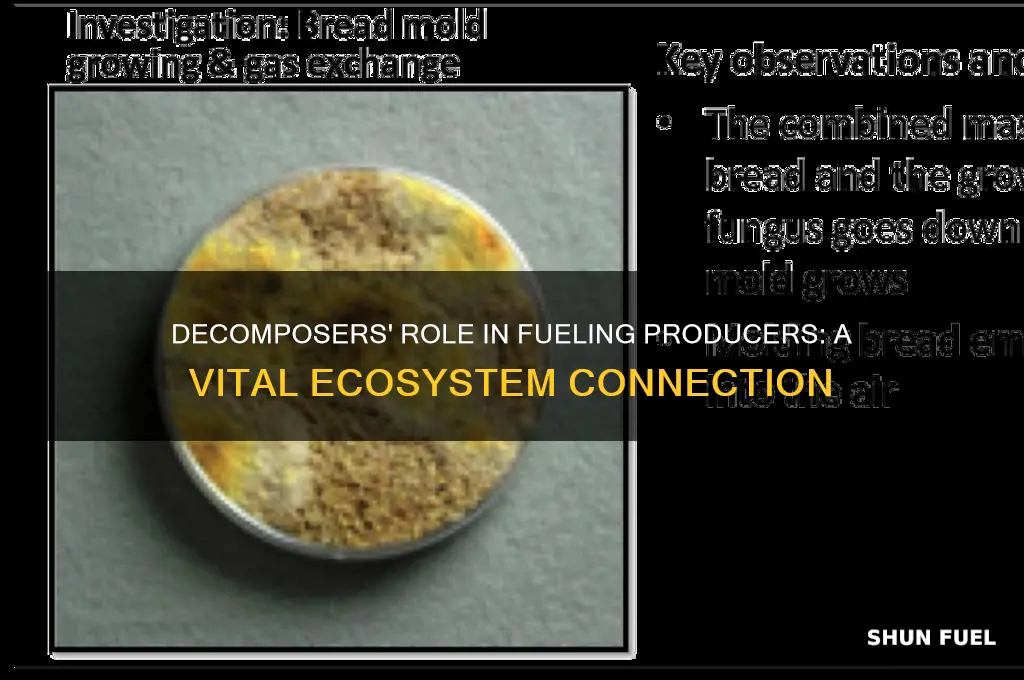do decomposers fuel producers