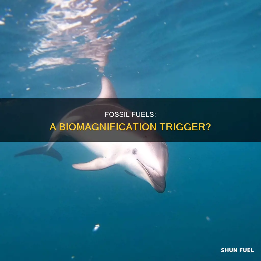 do fossil fuels cause biomagnification