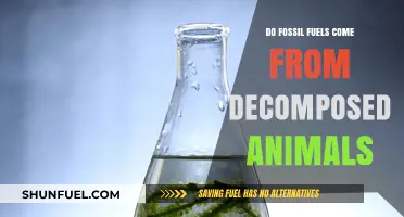 Fossil Fuels: Decomposed Animals or Ancient Organic Matter?