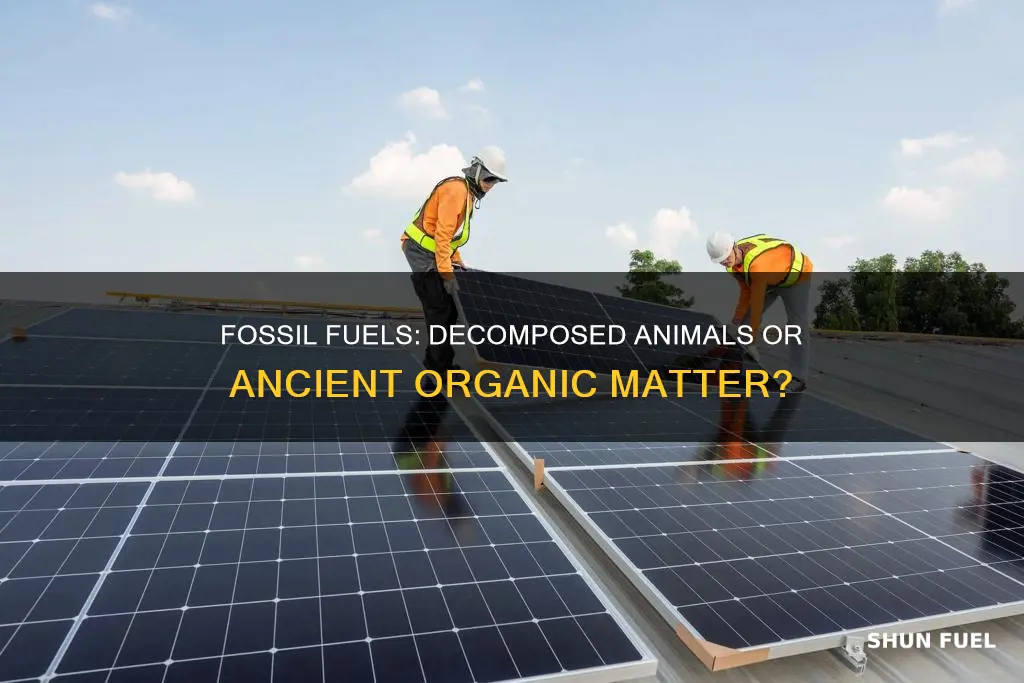 do fossil fuels come from decomposed animals