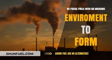 How Fossil Fuels Form: Anaerobic Environments Explored