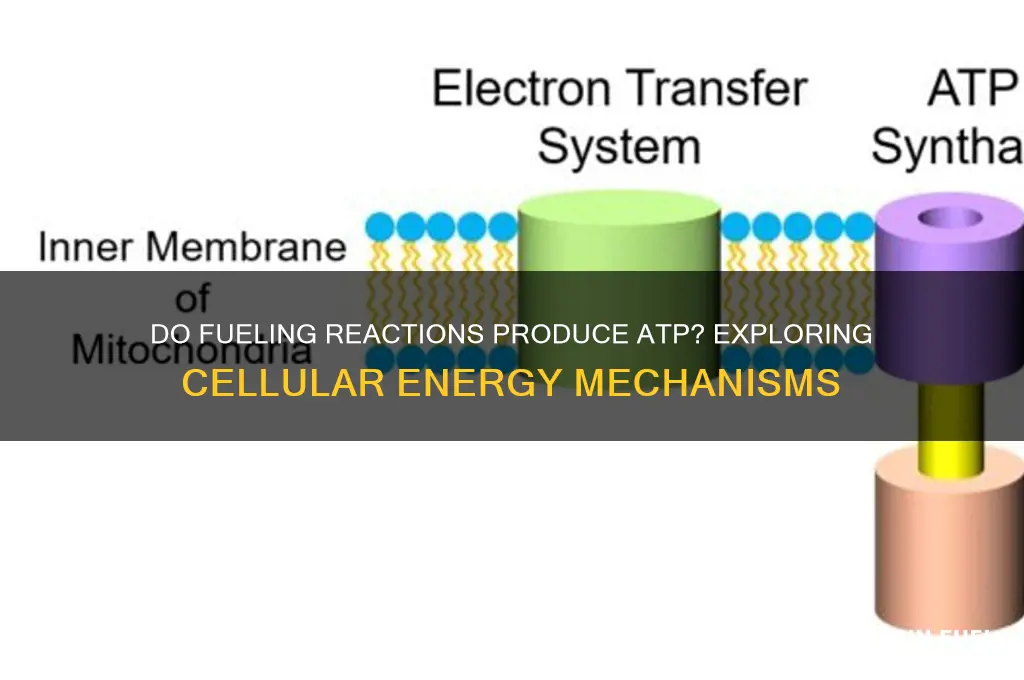 do fueling reactions produce atp