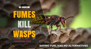 Debunking Myths: Do Gasoline Fumes Really Kill Wasps?