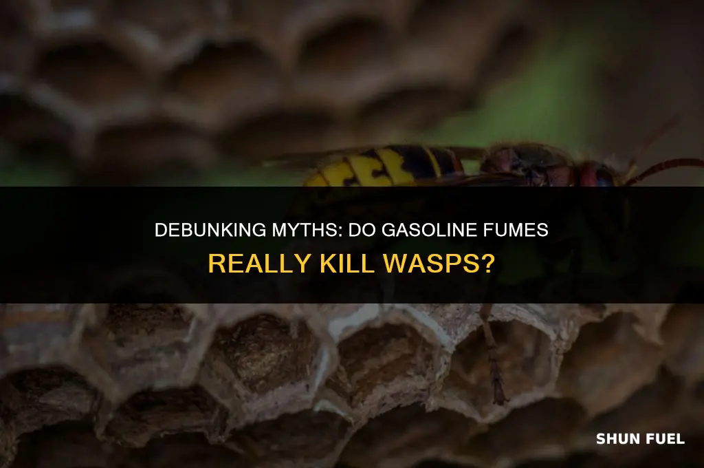 do gasoline fumes kill wasps