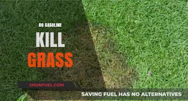 Does Gasoline Harm Lawns? Understanding the Effects on Grass Health
