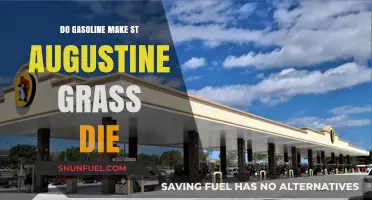 Will Gasoline Harm Your St. Augustine Grass? Find Out Here!