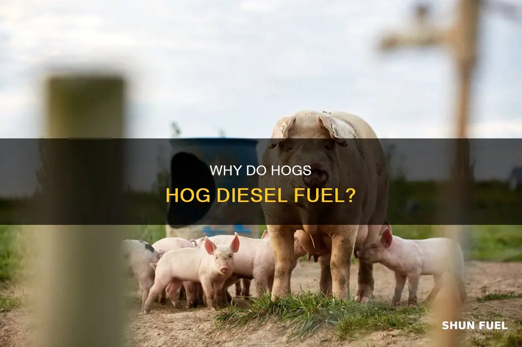 do hogs like diesel fuel