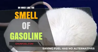 Exploring Rodent Preferences: Do Mice Really Like Gasoline?