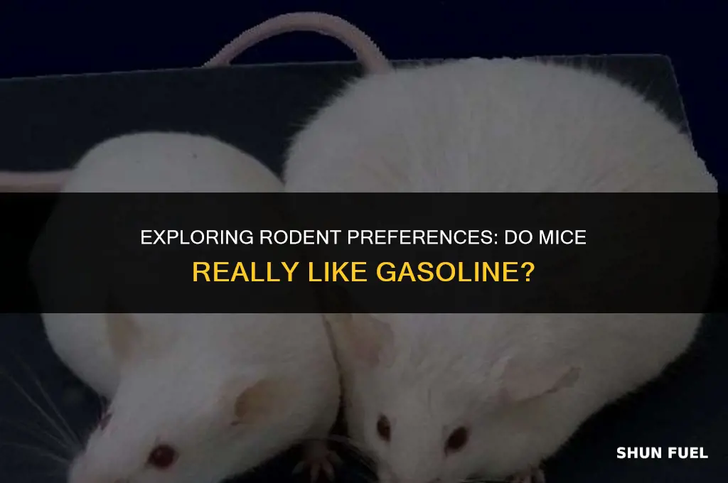 do mice like the smell of gasoline
