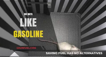 Exploring Rodent Preferences: Do Rats Really Like Gasoline?
