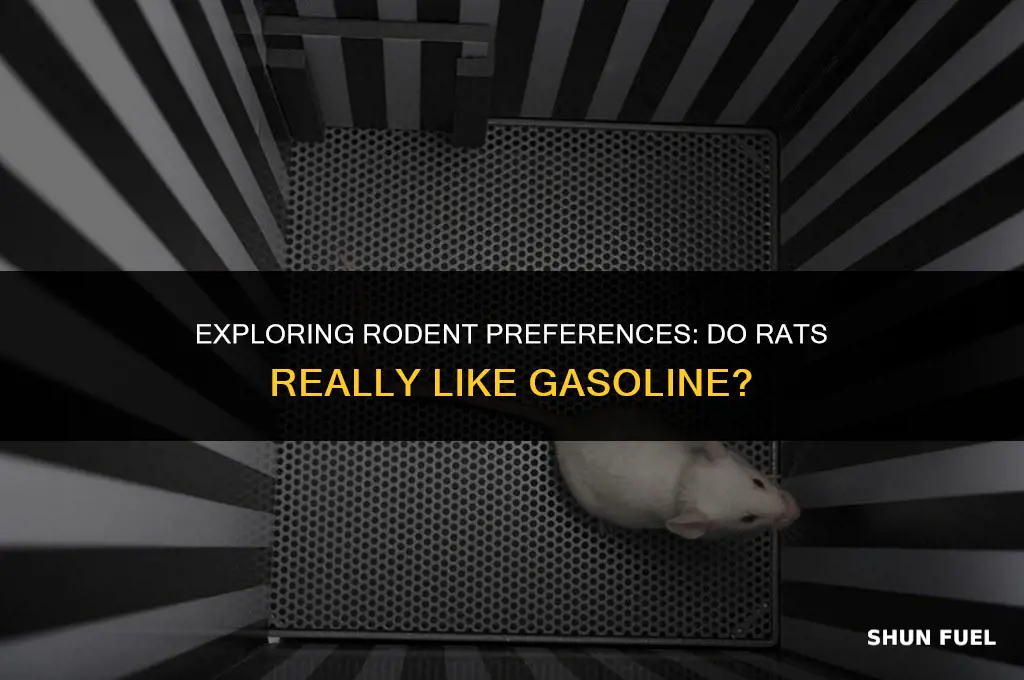 do rats like gasoline