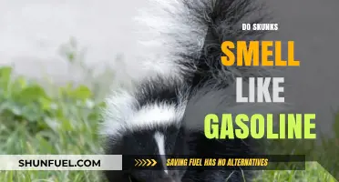 The Surprising Truth: Do Skunks Really Smell Like Gasoline?