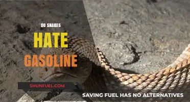 Do Snakes Despise Gasoline? Unraveling the Myths and Facts
