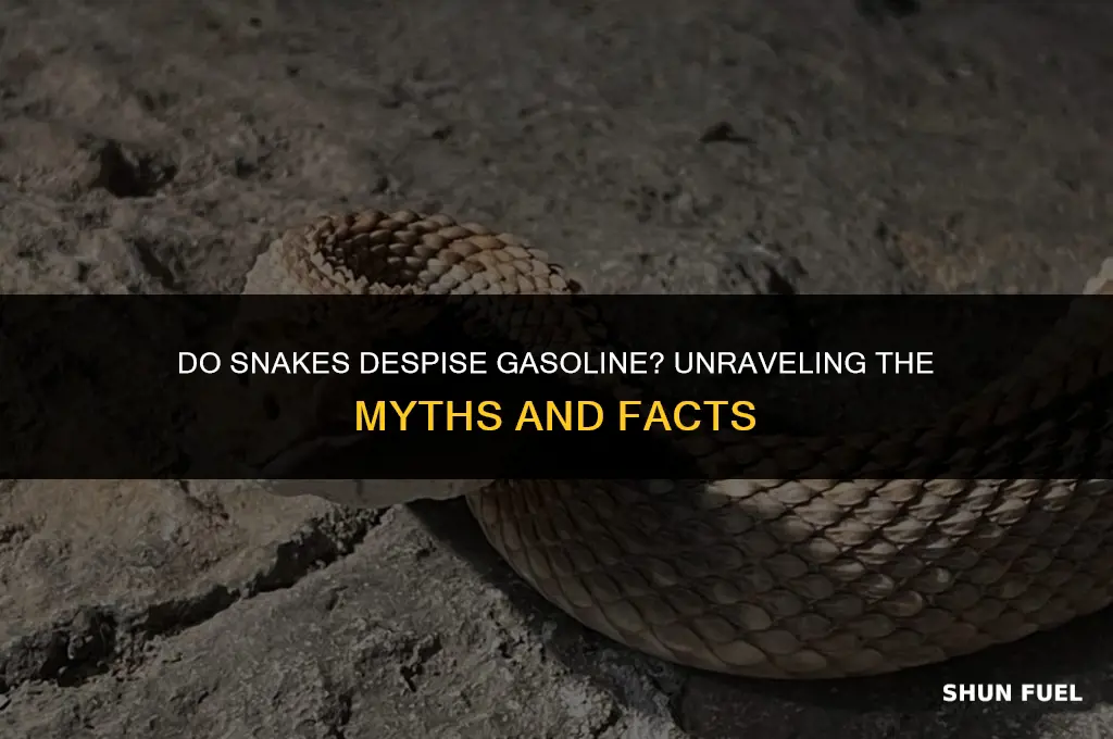 do snakes hate gasoline