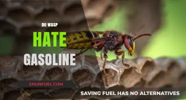 Do Wasps Really Despise Gasoline? Unraveling the Myth