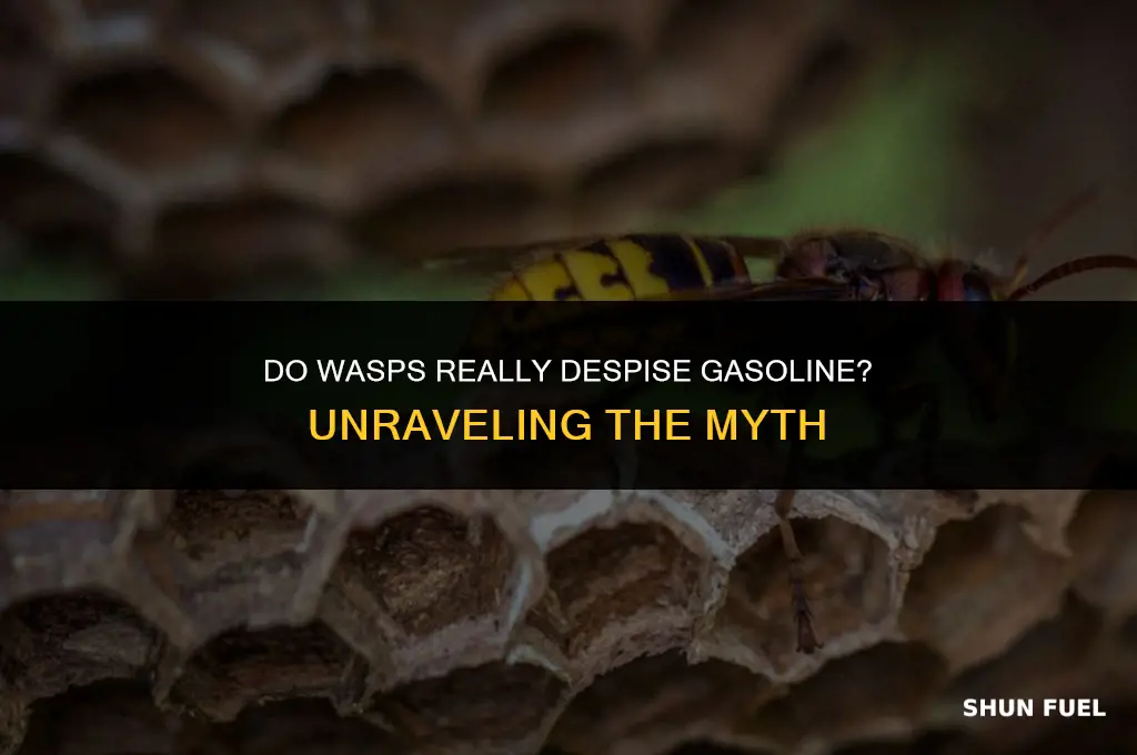 do wasp hate gasoline