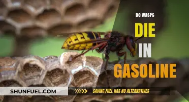 The Fate of Wasps in Gasoline: A Survival Guide
