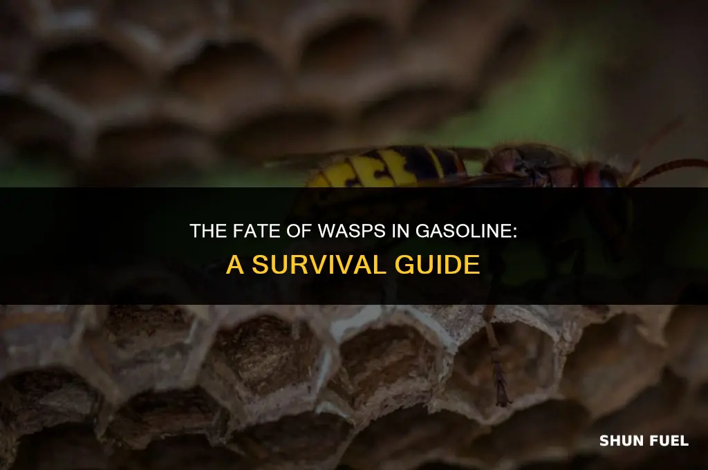 do wasps die in gasoline