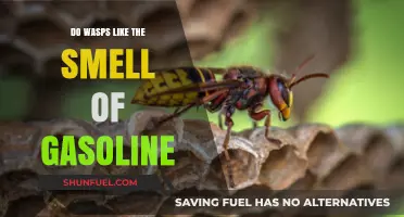 Exploring the Myth: Do Wasps Really Like Gasoline?