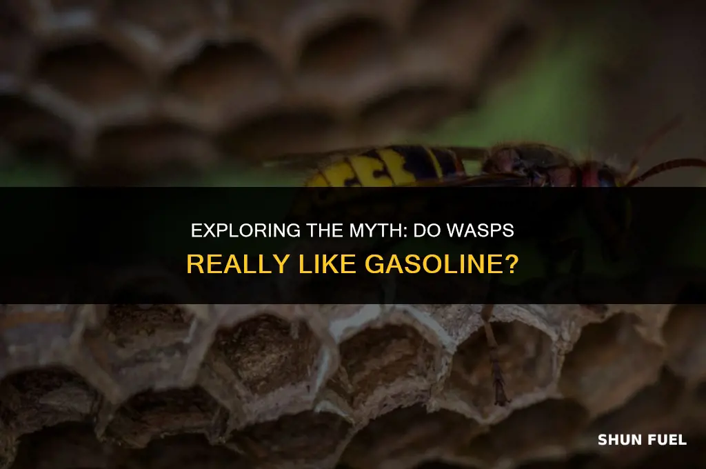 do wasps like the smell of gasoline