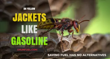 Exploring the Myth: Do Yellow Jackets Really Like Gasoline?