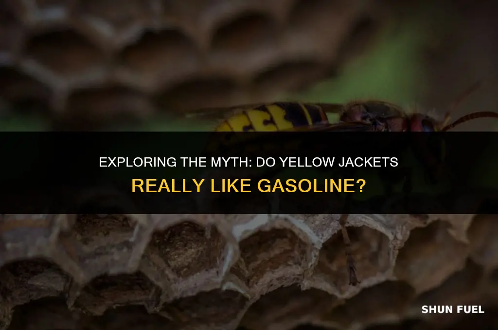do yellow jackets like gasoline