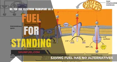 Electron Transport: Unlocking Energy for Sustained Standing?