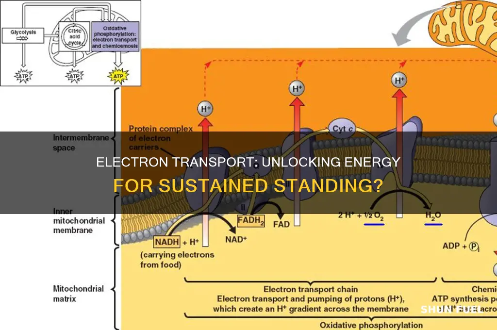 do you use electron transport as a fuel for standing