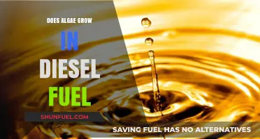 Algae Infestation in Diesel Fuel: Prevention and Treatment