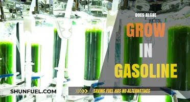 Exploring the Myth: Can Algae Thrive in Gasoline?
