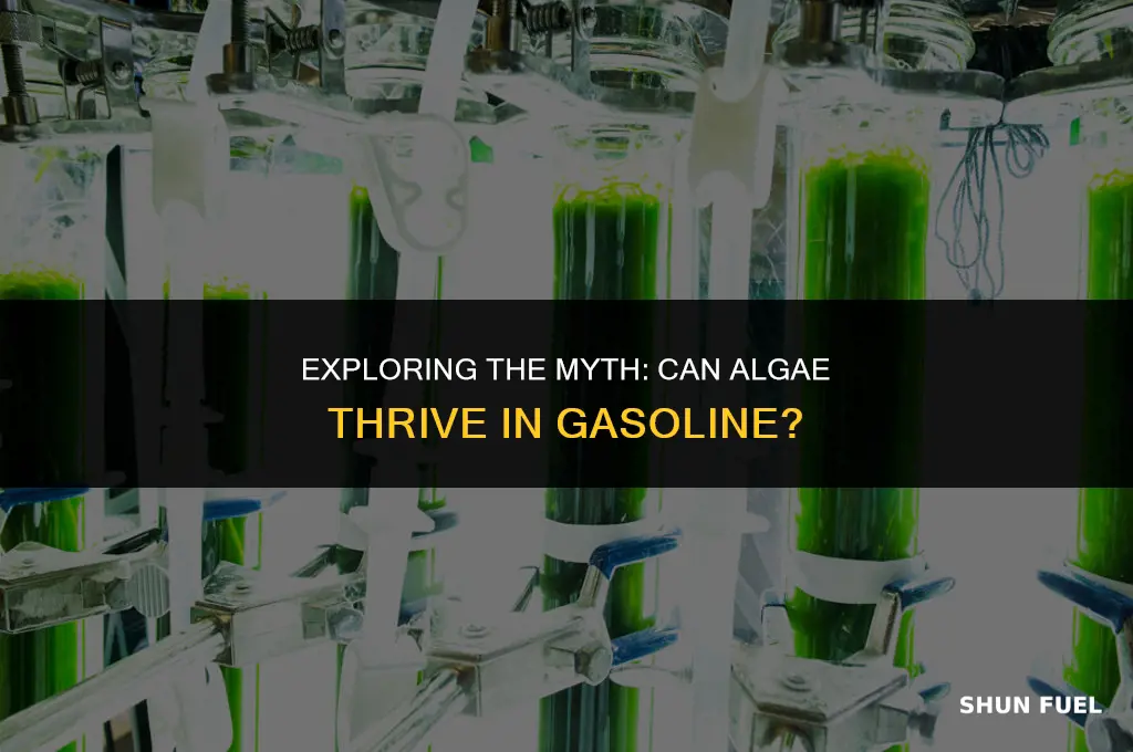 does algae grow in gasoline