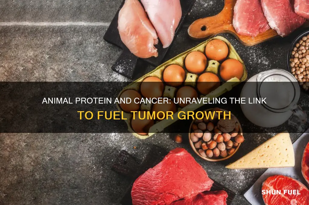 does animal protien fuel cancer