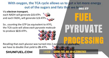 ATP's Role in Pyruvate Processing: Fueling Cellular Metabolism