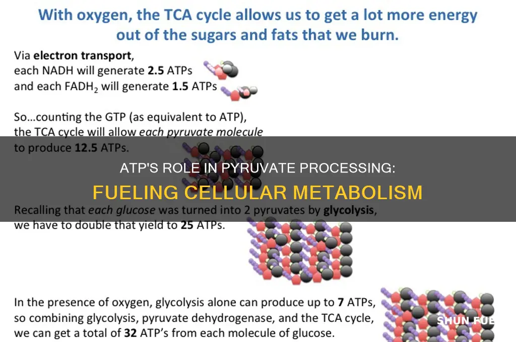 does atp fuel pyruvate processing