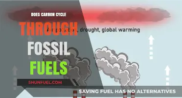 Carbon Cycle: Fossil Fuels' Impact