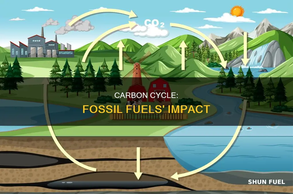 does carbon cycle through fossil fuels