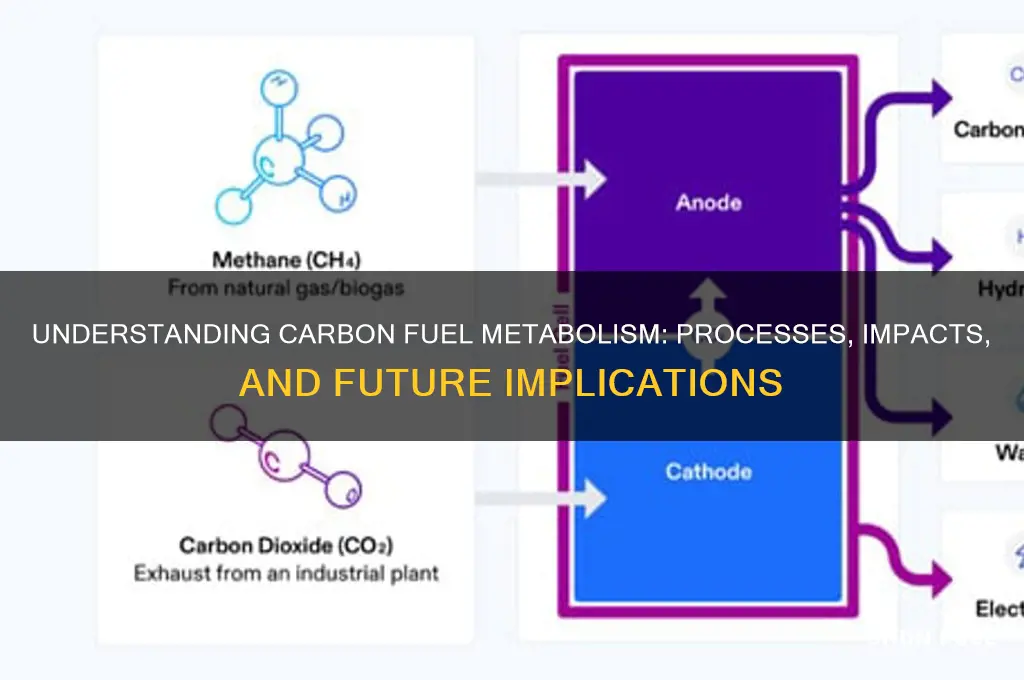 does carbon fuel metabolism
