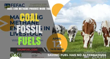 Cow Methane vs. Coal: Who's the Bigger Polluter?
