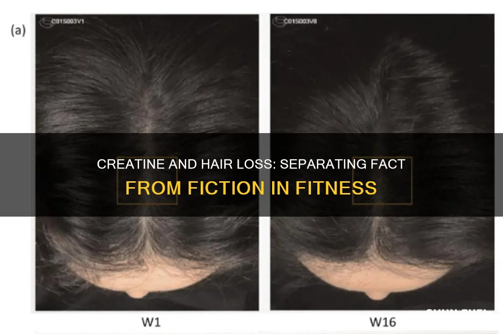 does creatine fuel hair loss