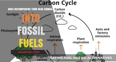 How Decomposers Affect Fossil Fuel Formation