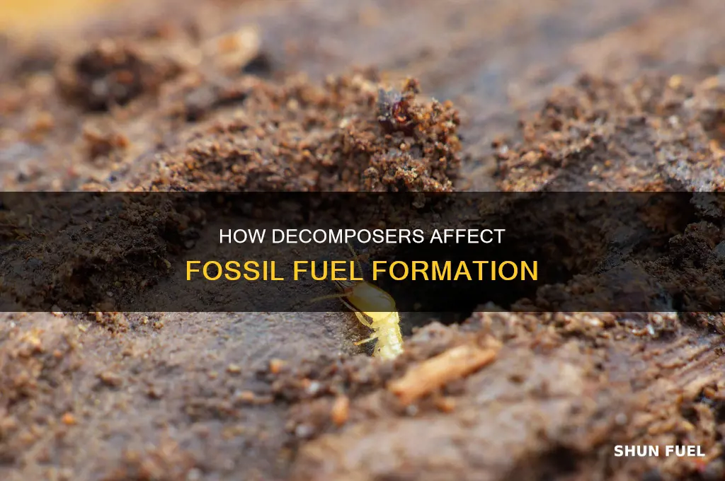 does decomposers turn dead animals into fossil fuels
