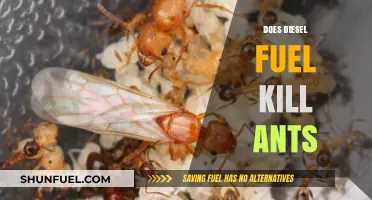 Destroying Ants with Diesel Fuel: Is It Effective?
