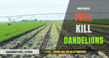 Destroying Dandelions with Diesel: Is It Effective?